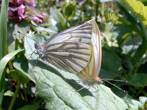 Pieris napi