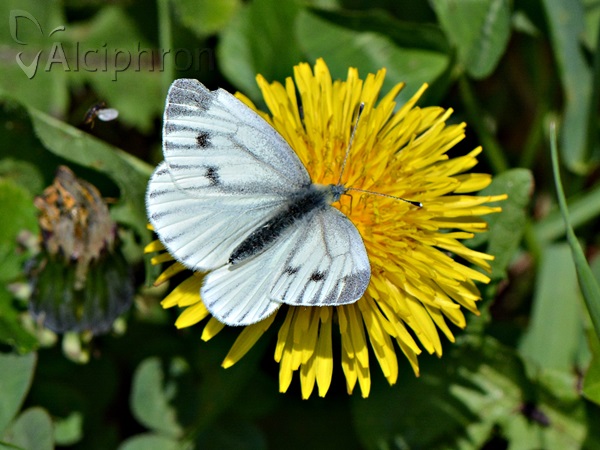 Pieris napi