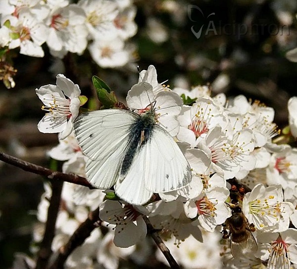 Pieris napi
