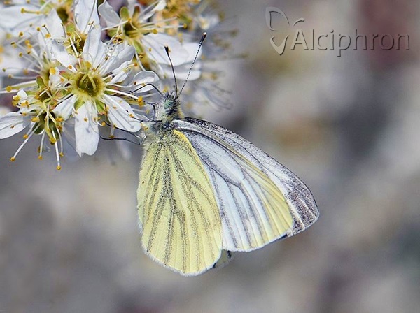 Pieris napi