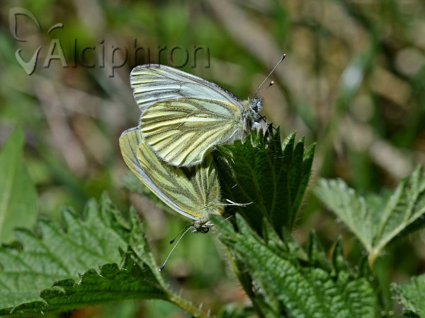 Pieris napi