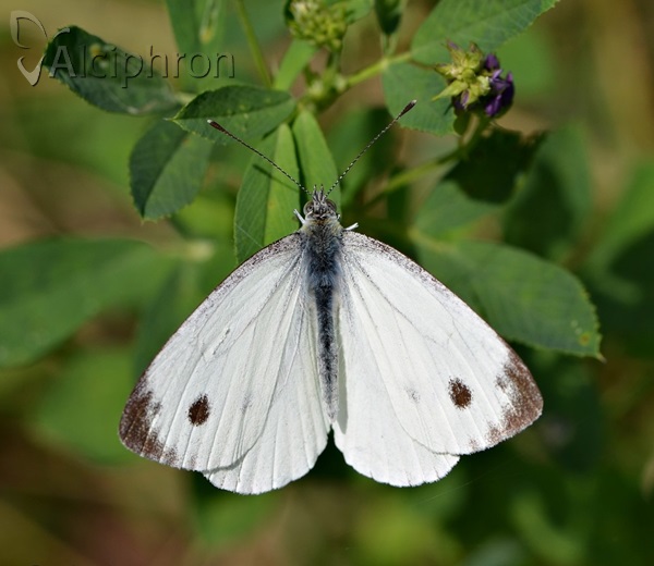 Pieris napi