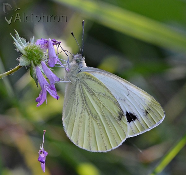 Pieris napi