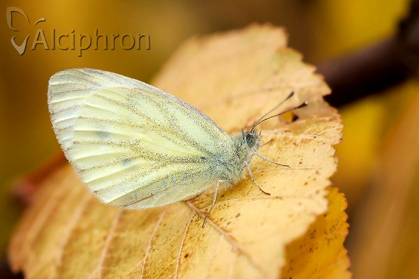Pieris napi