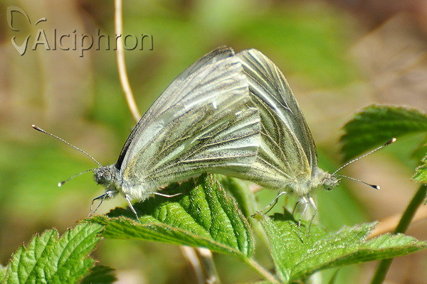 Pieris napi