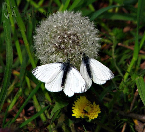 Pieris napi
