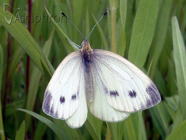 Pieris napi