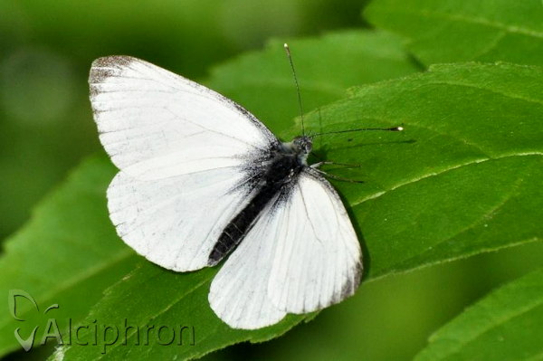 Pieris napi