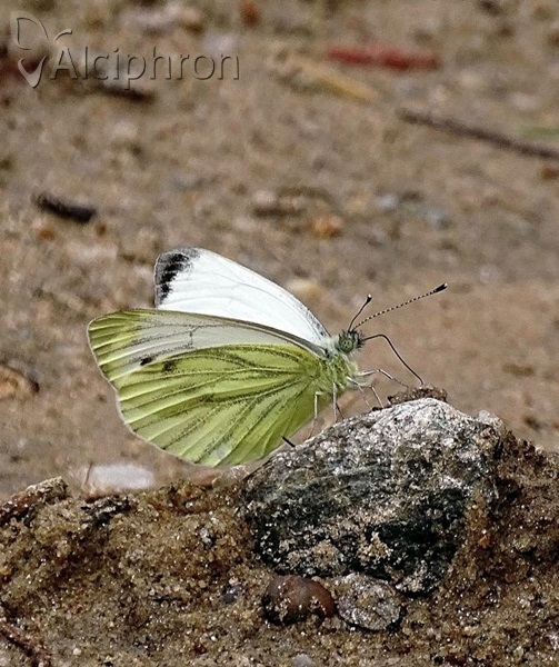Pieris napi