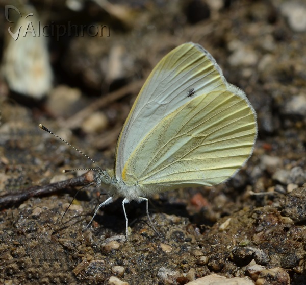 Pieris balcana