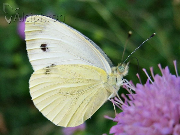 Pieris balcana