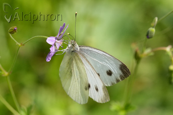 Pieris balcana