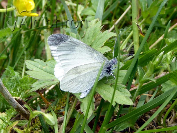 Leptidea juvernica