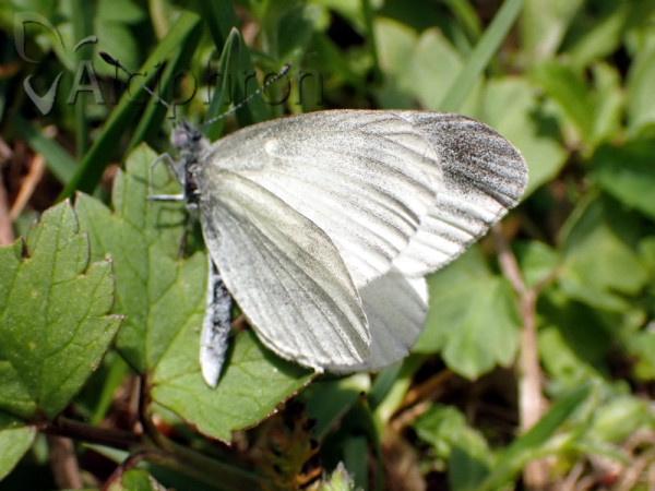 Leptidea juvernica