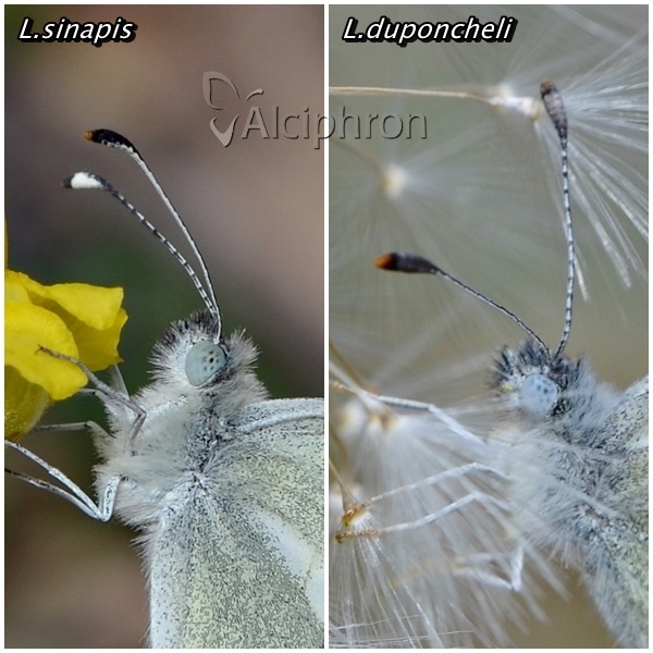 Leptidea duponcheli