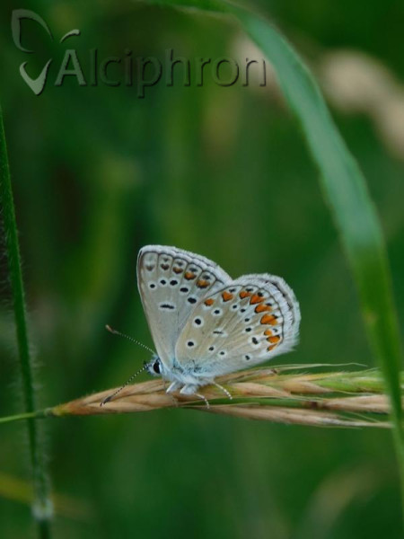 Polyommatus thersites