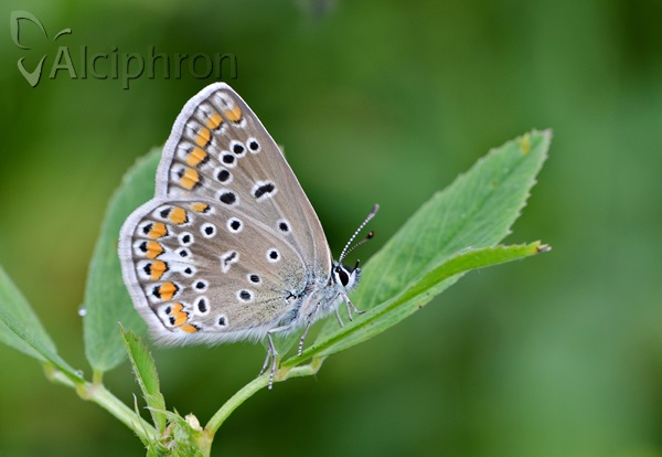 Polyommatus icarus