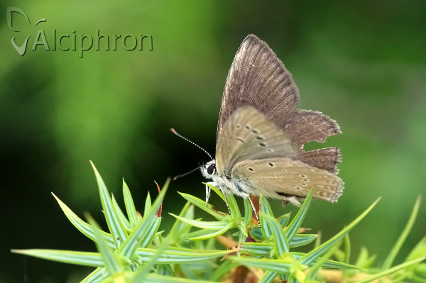 Polyommatus admetus