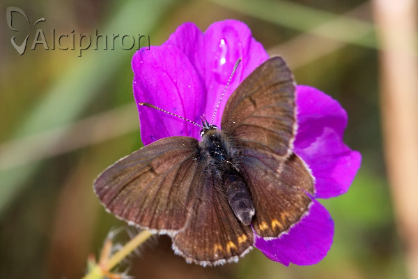 Eumedonia eumedon