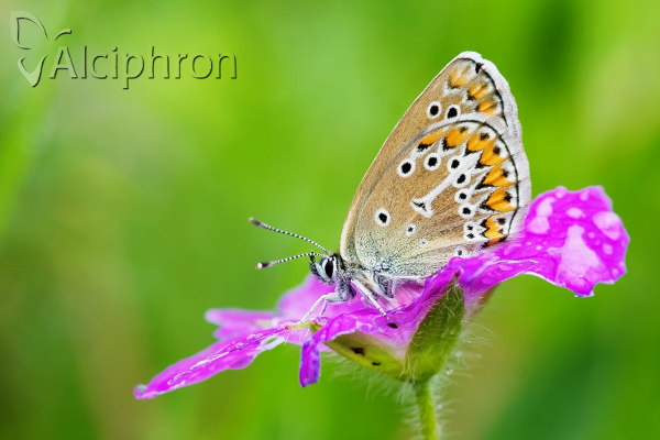 Eumedonia eumedon
