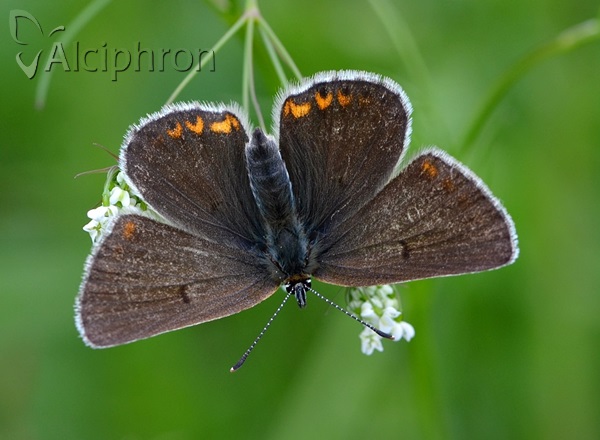 Eumedonia eumedon