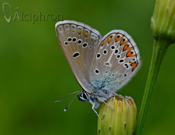 Eumedonia eumedon