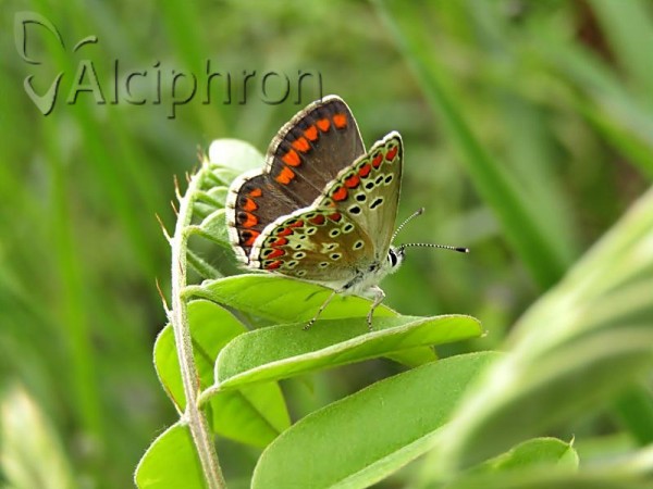 Aricia agestis