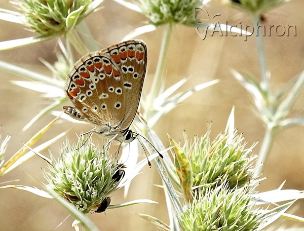 Aricia agestis