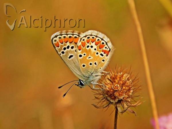 Aricia agestis