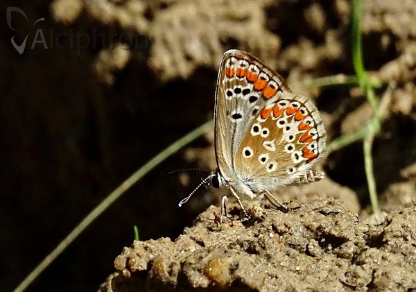 Aricia agestis