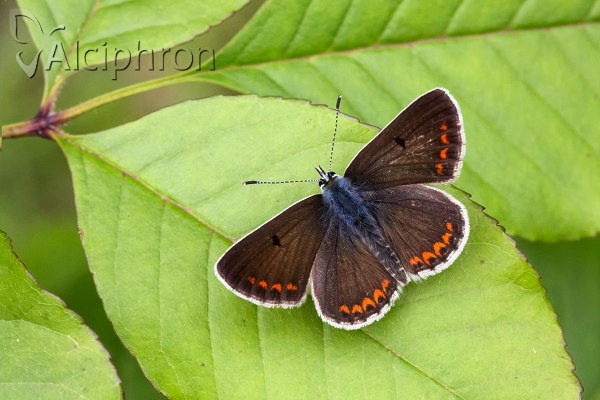 Aricia agestis