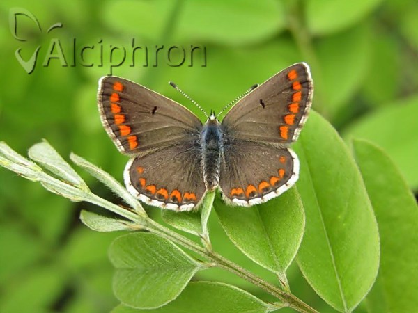 Aricia agestis