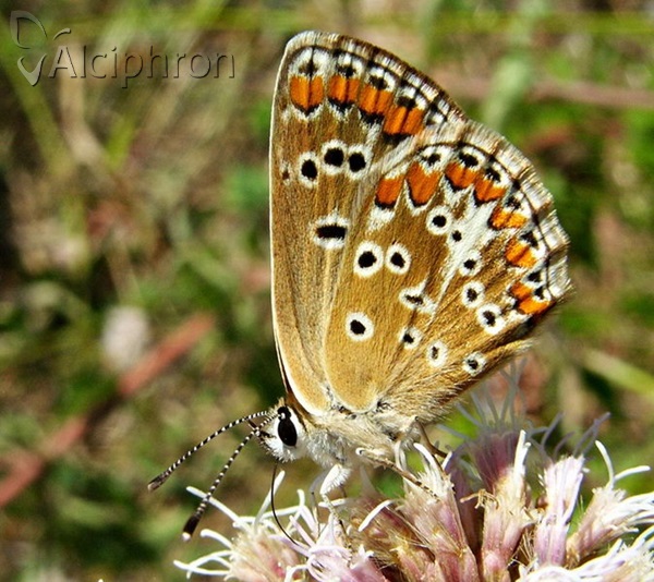 Aricia agestis