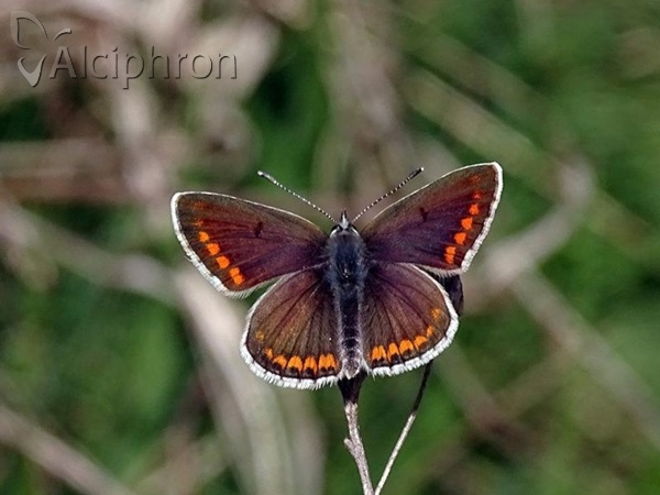 Aricia agestis