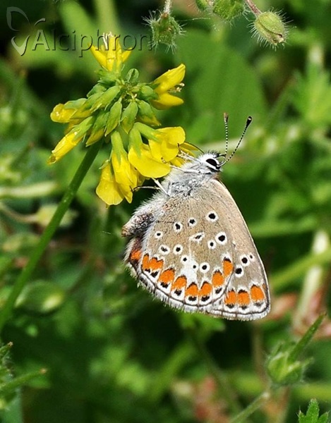 Aricia agestis