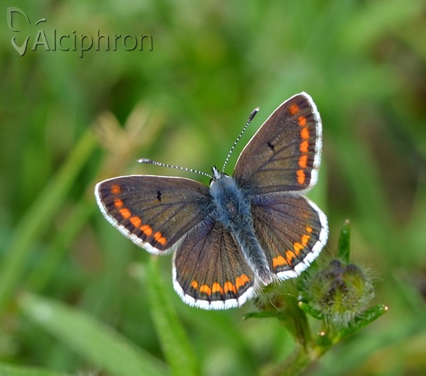 Aricia agestis