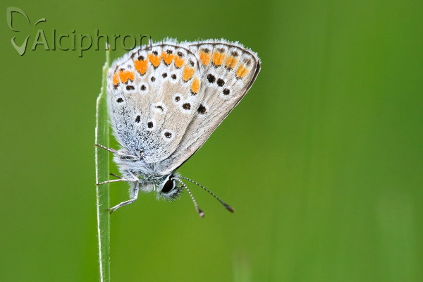 Aricia agestis
