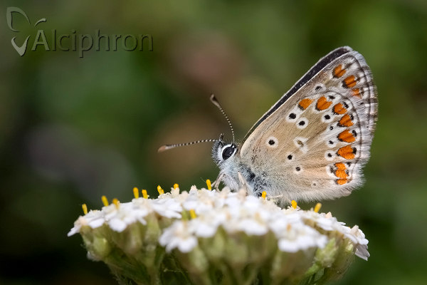 Aricia artaxerxes