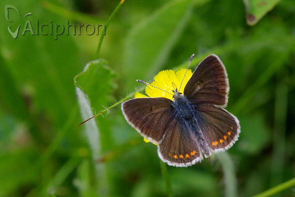 Aricia artaxerxes