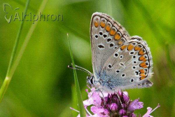 Aricia artaxerxes