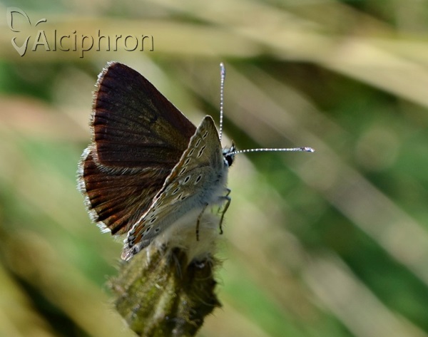 Aricia artaxerxes