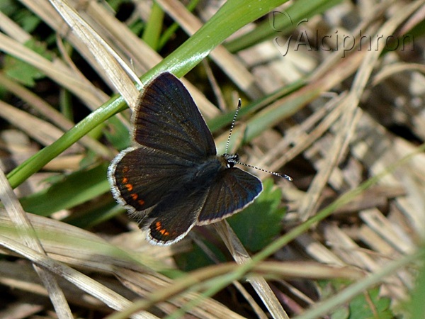 Aricia artaxerxes