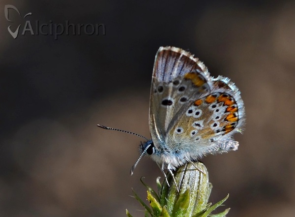 Aricia anteros