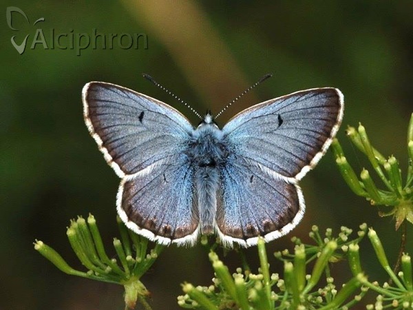 Aricia anteros