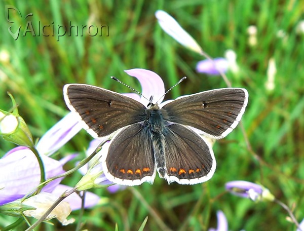 Aricia anteros