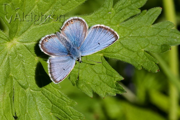 Aricia anteros