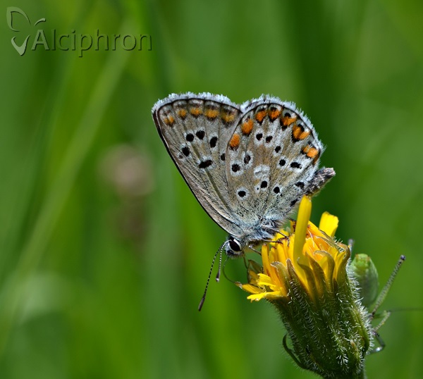 Aricia anteros