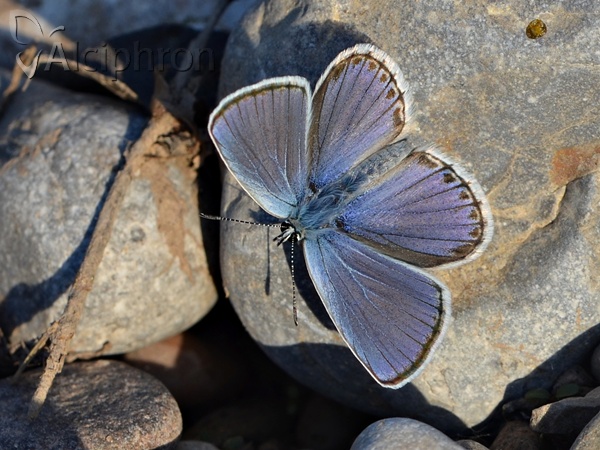 Kretania sephirus