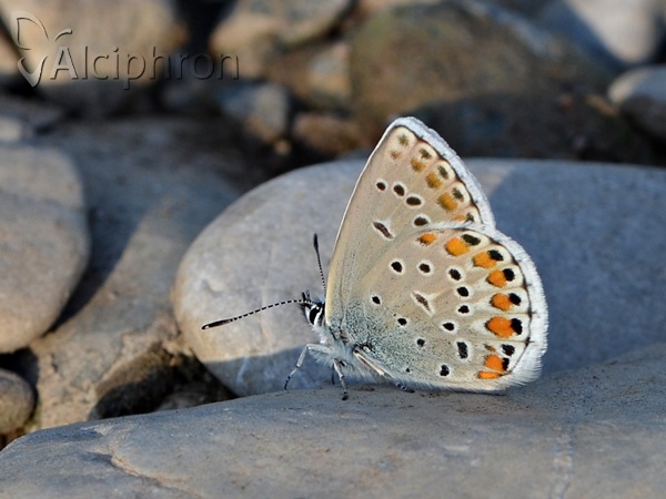 Kretania sephirus