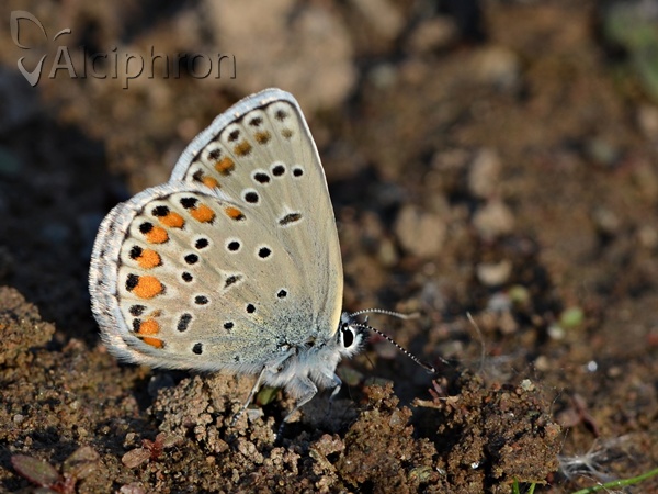 Kretania sephirus